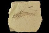 Metasequoia (Dawn Redwood) Fossils - Montana #102314-1